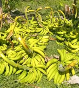 Image Bananes plantain
