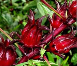Image Roselle