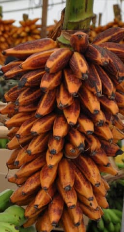 Image Fe'i