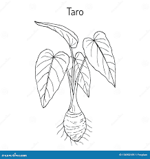 Image Taro