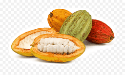 Image Fève de cacao