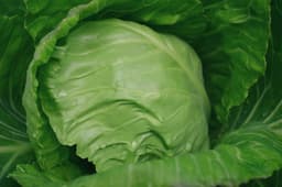 Image Salade